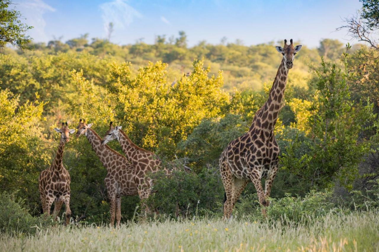 Mountain View Safari Lodge โฮดสปรูท ภายนอก รูปภาพ